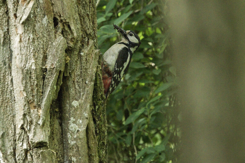 Pic épeiche femelle avec de la nourriture pour ses jeunes